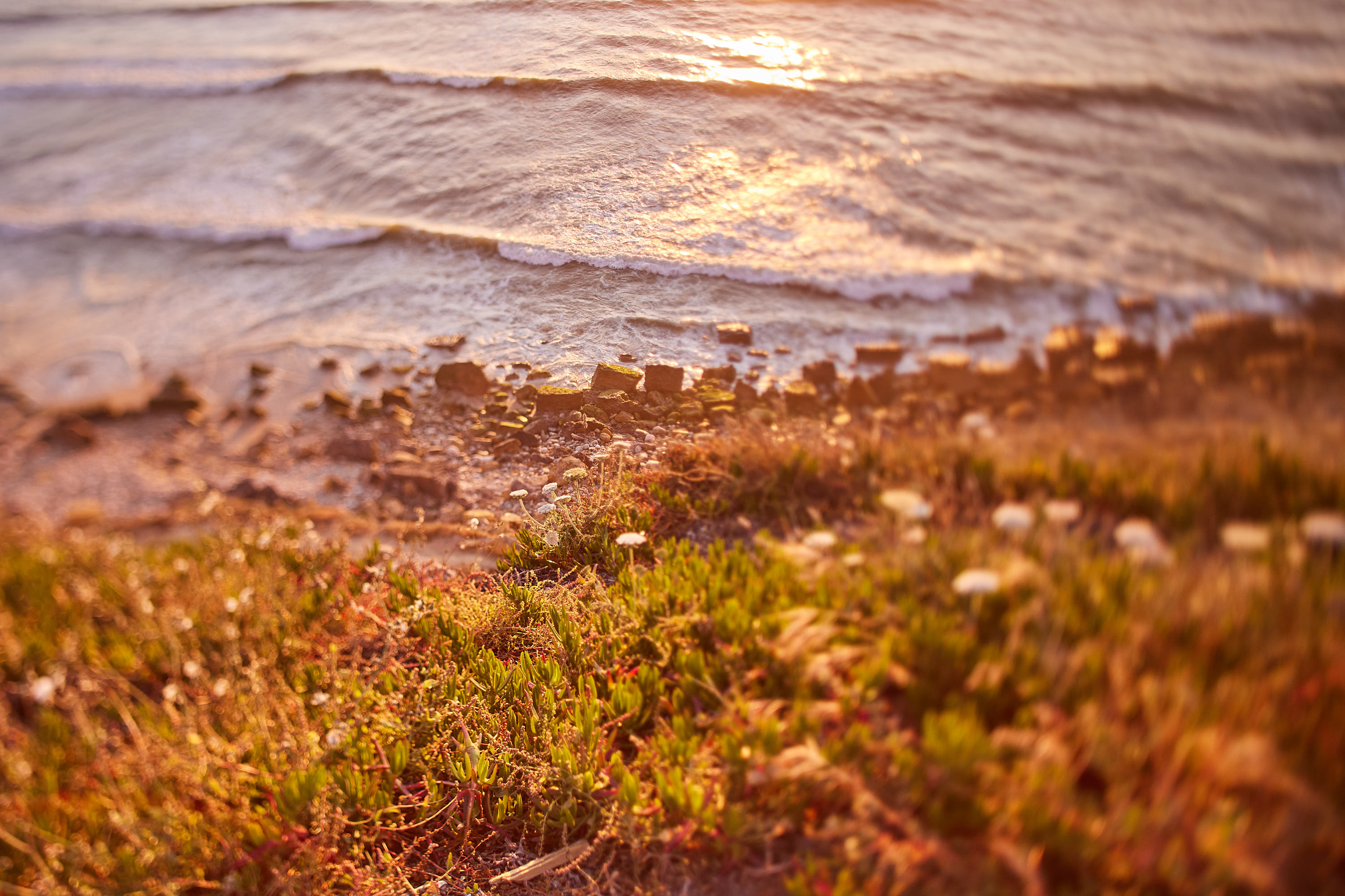Sunlit shoreline with succulent groundcover at the water's edge