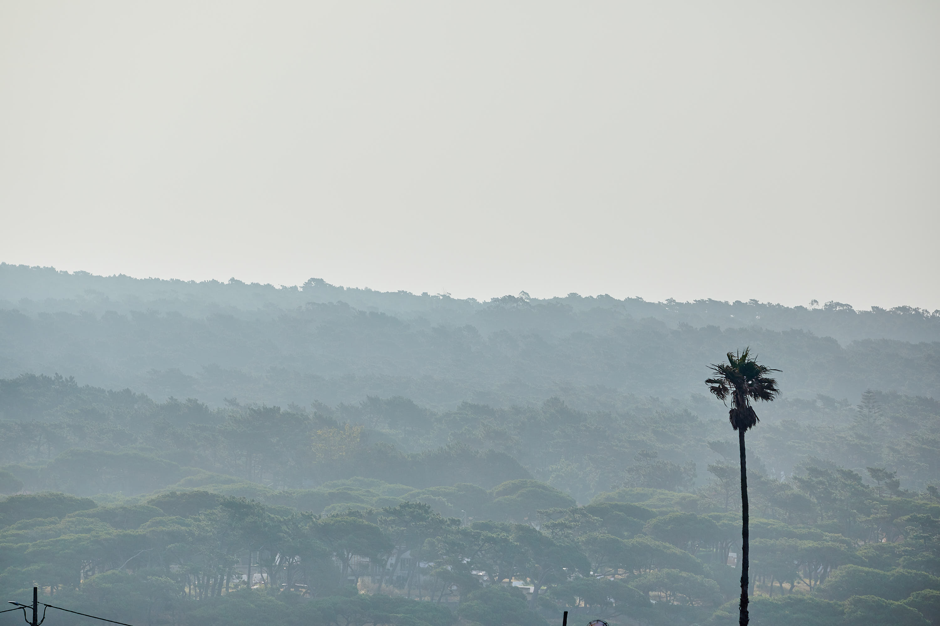 Pine-forested hills wrapped in morning mist with a lone palm
